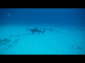 Bullenhai, tiburón, bull sharks in Playa del Carmen, Mexiko, Coconut Divers, Cancun, Mexiko