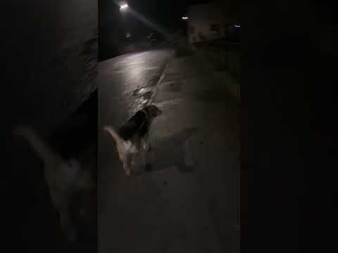 CRAZY DOG THURSDAY MORNING STROLL WITH AZRA #nature #dog #shorts #easter