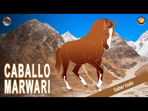 , title : 'CABALLO MARWARI, un caballo considerado uno de los más bellos del mundo, RAZAS DE CABALLOS'
