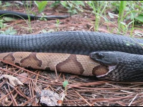 Indigo Snake Eats Rat Snake 01 - Snake vs Snake