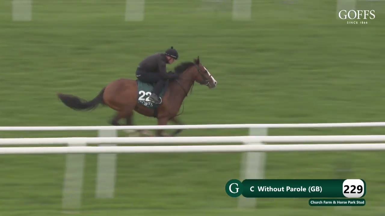 Breeze Up Sale 2024 Lot 229