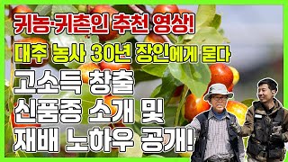 고소득 창출이 가능한 신품종 대추나무 소개 및 재배 노하우 공개!  #유실수 #대추나무 #대추 #대추나무 추…
