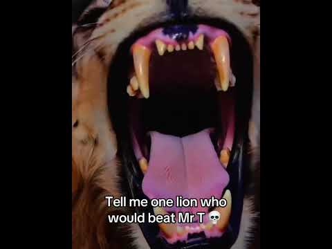 One lion who could beat Mr T?