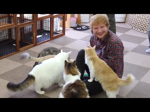 Ed plays 'Thinking Out Loud' to cats: x Tour Diary (Part 2)