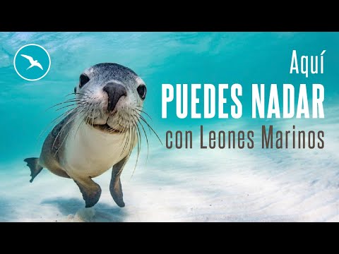 CONOCE las Islas Galapagos y ENTÉRATE de estos 5 CONSEJOS de viajes #galapagos #viajes #naturaleza 