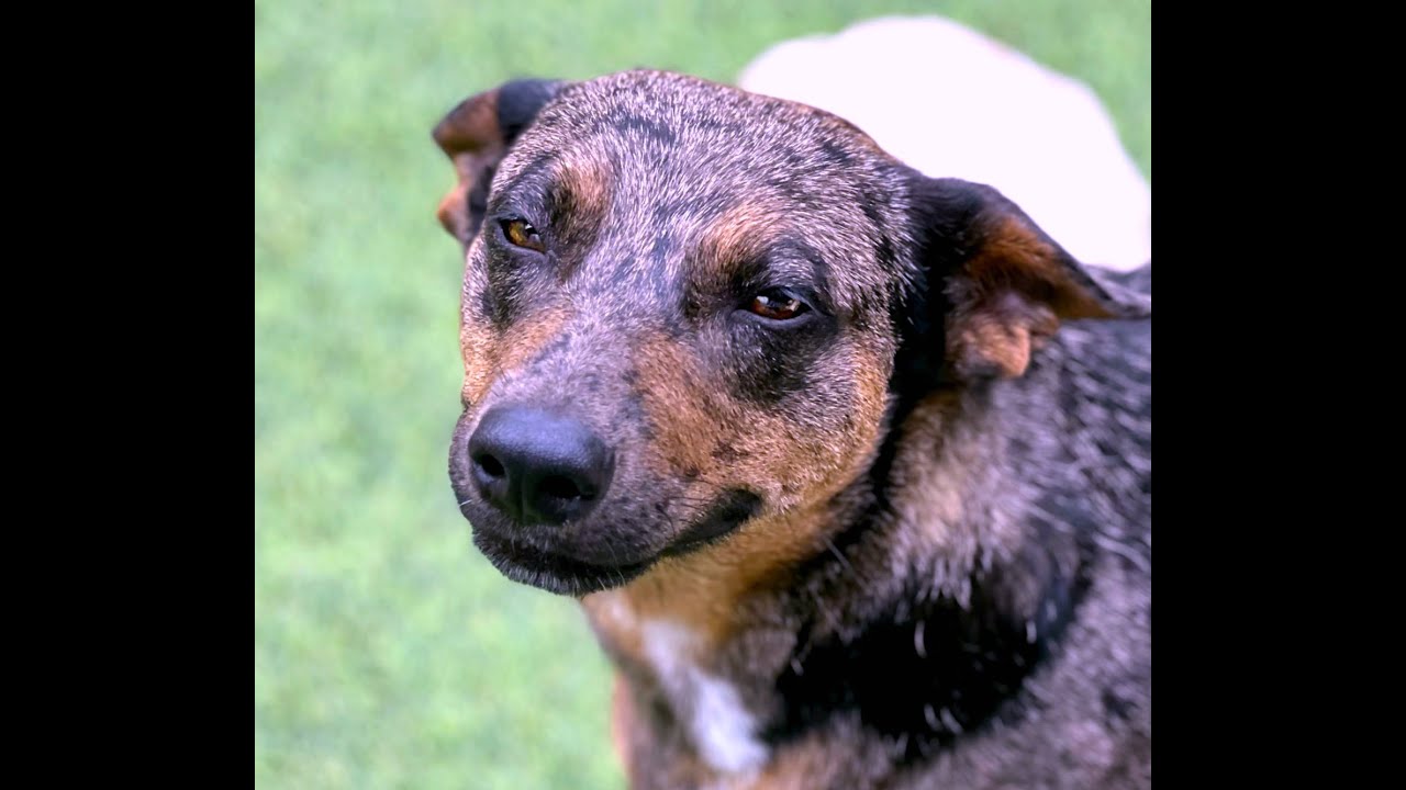 Auburn — A Gentle Soul Ready to Trust Again, a Adoptable mixed breed in St Augustine, FL video 6/6