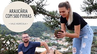 Miniatura do vídeo