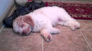 Stairway to Heaven Lullaby