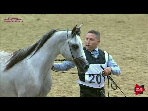 N 201 FARRAN AL SHAQAB   21st Qatar National 2018   Yearling Colts Class 6B