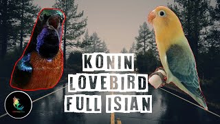 Download lagu Masteran Konin Gacor Isian Lovebird Suara Jernih mp3