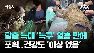 탈출 늑대 '늑구' 열흘 만에 포획…건강도 '이상 없음' / JTBC 아침&