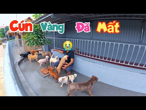 Ngày Đầu Tiên Ra Ở Chuồng Mới Nhưng Bất Ngờ Cún Vàng Đã Ra Đi / Quế Nghịch