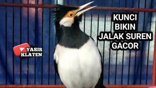 Download lagu There is only one key to making a suren starling sing well, namely by making it highly passionate... mp3