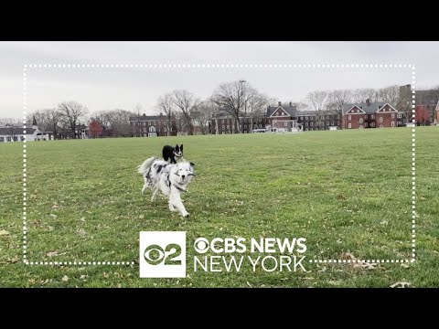 , title : 'Governors Island hires 2 new dogs to help humanely control geese population'