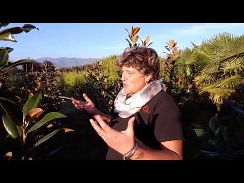 Pruning and growing magnolia grandiflora