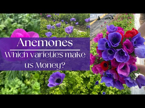 Anemonen 101: Diese Frühlingsblume muss man unbedingt züchten!