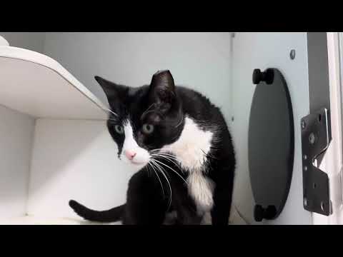 Marcus Sweet FIV+, an adoptable Tuxedo in Clifton, NJ_image-1