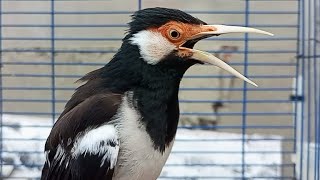 Download lagu Pancingan Jalak Suren Gacor Mompa Full Isian Variasi - Masteran Suara Burung Jalak Full Isian Mewah mp3 Download lagu Pancingan Jalak Suren Gacor Mompa Full Isian Variasi - Masteran Suara Burung Jalak Full Isian Mewah mp3