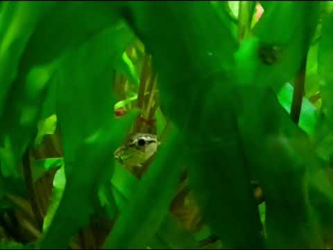 (235) Kirysek pigmej