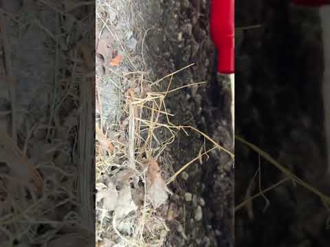 3” Cherry bomb M80