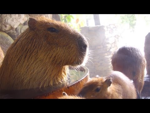 狭いたらいにムリヤリ割り込む姉カピバラ (Sister capybara gets in a small bath by force)
