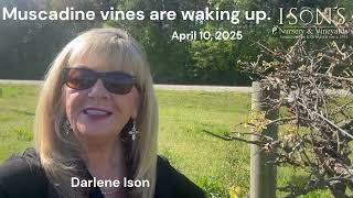 Isons Muscadine vineyards are waking up 4 10 25 Darlene Ison