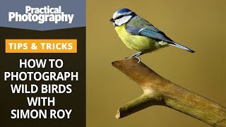 Download the video "How to photograph wild birds with Simon Roy"