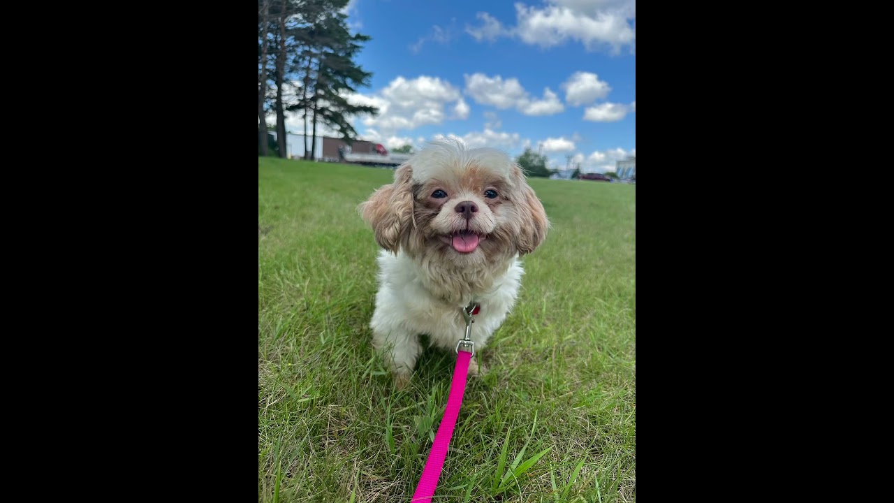 Enlarge Sigrid-Foster Home Needed, a ADOPTABLE Shih Tzu in Hartland, WI video 6/6