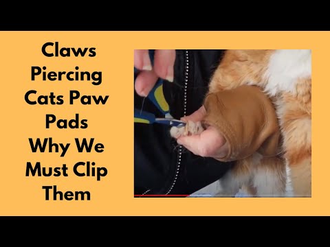 Claws Piercing Cats Paw Pads