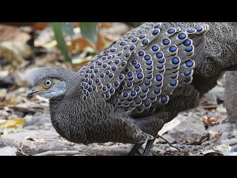 Flashy Feathers - Grey Peacock Pheasant | Polyplectron bicalcaratum