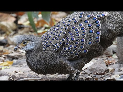 Páv-bažant šedý — flashy feathers