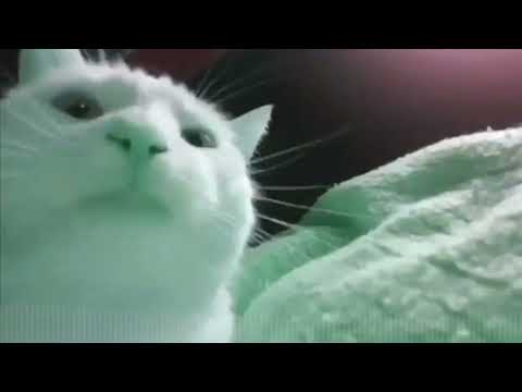 ImCatJam - Cat's Groove (2025)