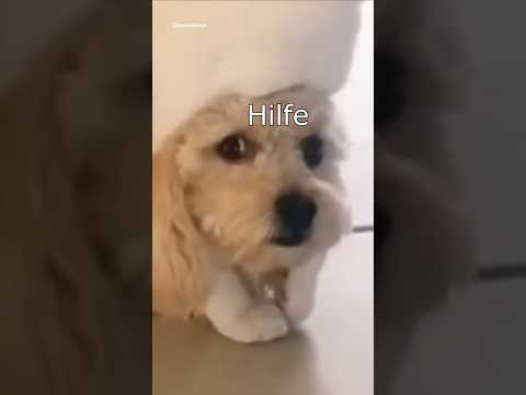 Die Dawgs brauchen Hilfe #lustig #witzig #funny #tiere #animals #meme #lachen #happy #2homiedawgs