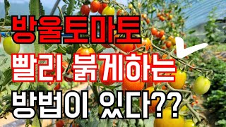방울토마 잘 안익을때 해결방법?이걸 줬더니 덜익은 방울토마토 잘 익어요.