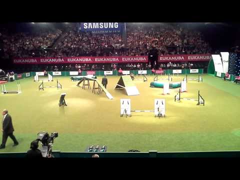 Keane & Suzanne Phillips crufts champ agility 2014