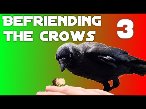 Befriending the Crows - Part 3: Hand Feeding?