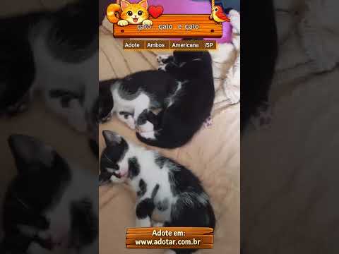 Vídeo de gato, gato e gato 