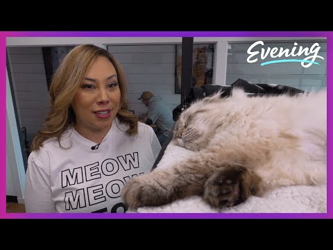 Catffeinated cat cafe closes in on 700th adoption