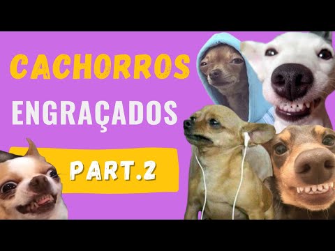 Cachorros Engraçados/parte 2- Pets Funny