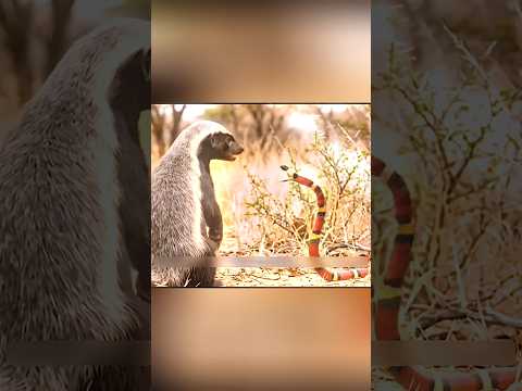 **HONEY BADGER: THE UNBREAKABLE**#shorts