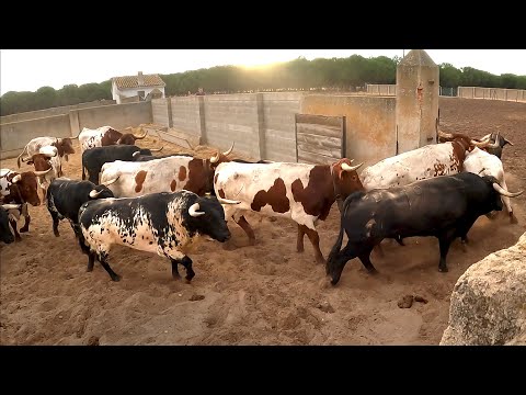 Apartado de los Toros Bravos y Cuarto Encierro en Tordesillas 2022
