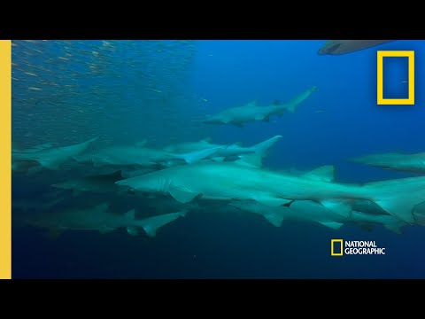 Why Do Sand Tiger Sharks Form Gangs? | Shark Gangs