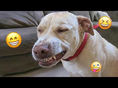 I dare you not to LAUGH at these FUNNY DOGS 😁🦮 - Best Funny Animals Videos 2026 #320