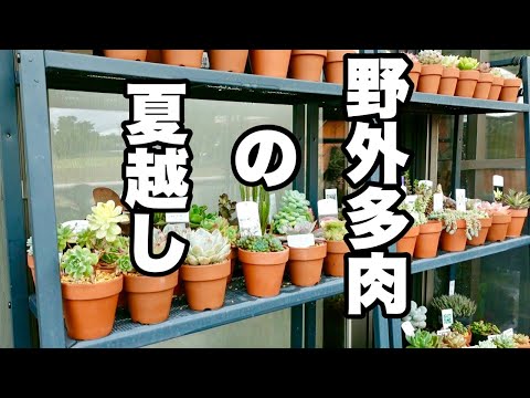 屋外の多肉植物の品種