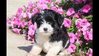 Video preview image #1 Goldendoodle (Miniature) Puppy For Sale in OXFORD, PA, USA