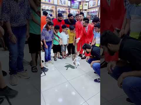 0563706873👀www.zamelect.ae👀new trending tiktok cat dancing filter#Abdul Ghafoor#Muhammad_Shakoor