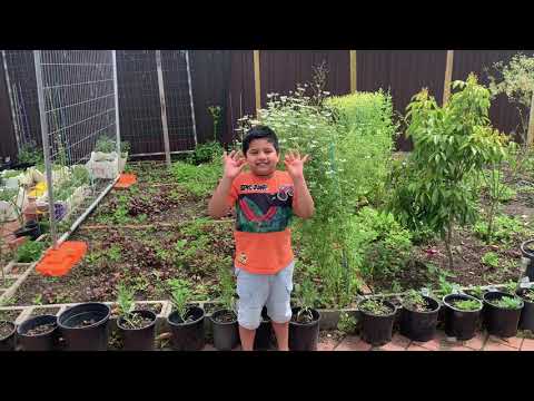 Cherry Tomato 2021 - Part 1