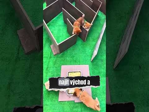 Zmatené štěňátko potřebuje vaši lásku 🐶 #dojemné #štěně #laskavost