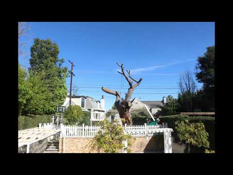 Cutting down the Stone Pine