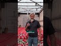 Труба PN20  20 х 3,4 мм GRANDI